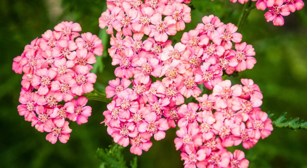Achillea cerise queen plant