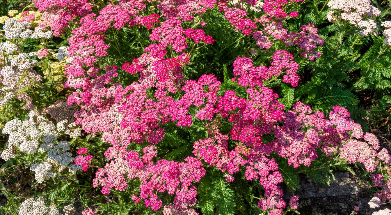 Achillea cerise queen