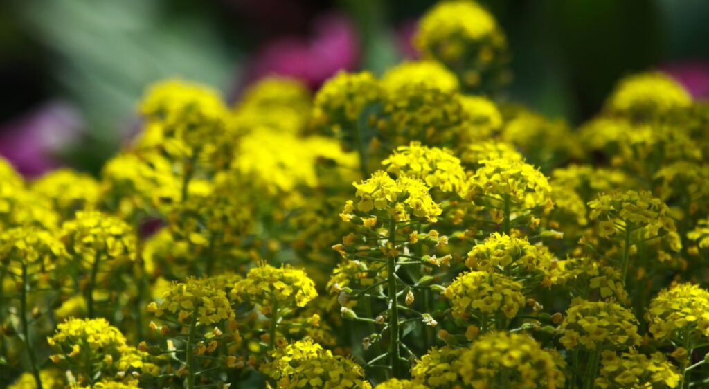 Achillea clypeolata moonshine