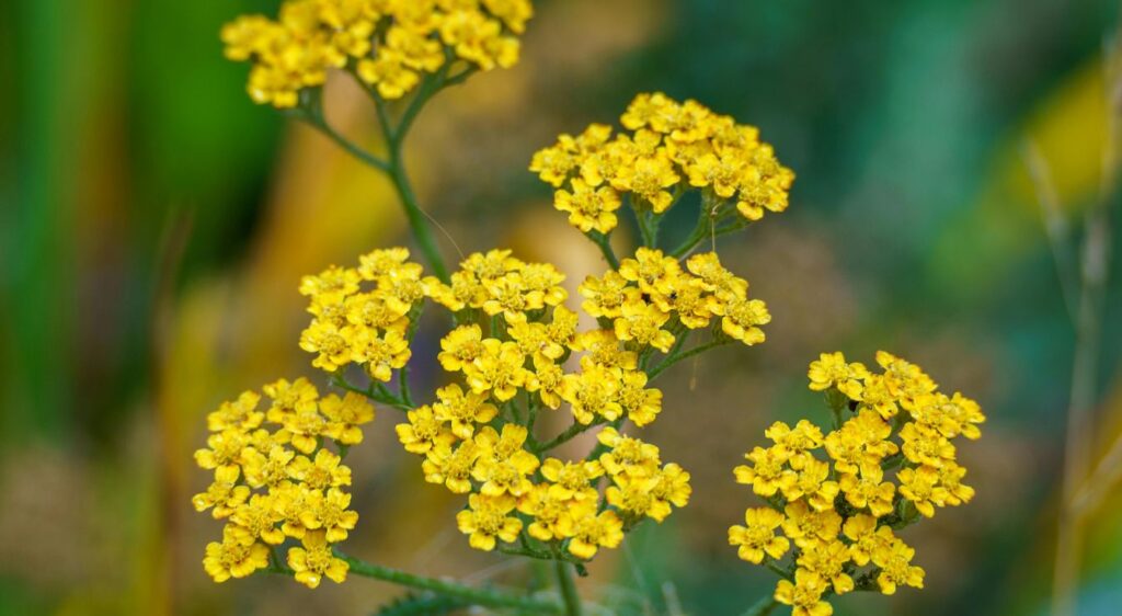Achillea moonshine plant
