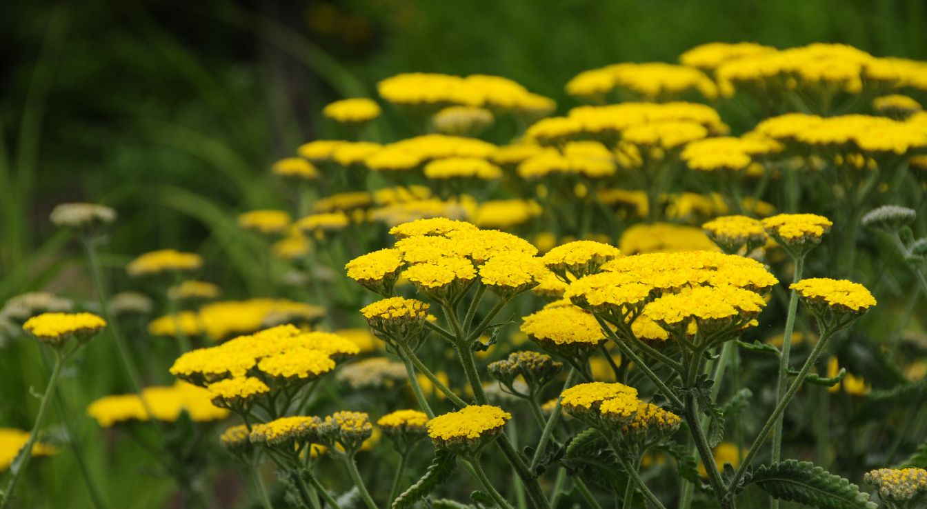 Achillea moonshine