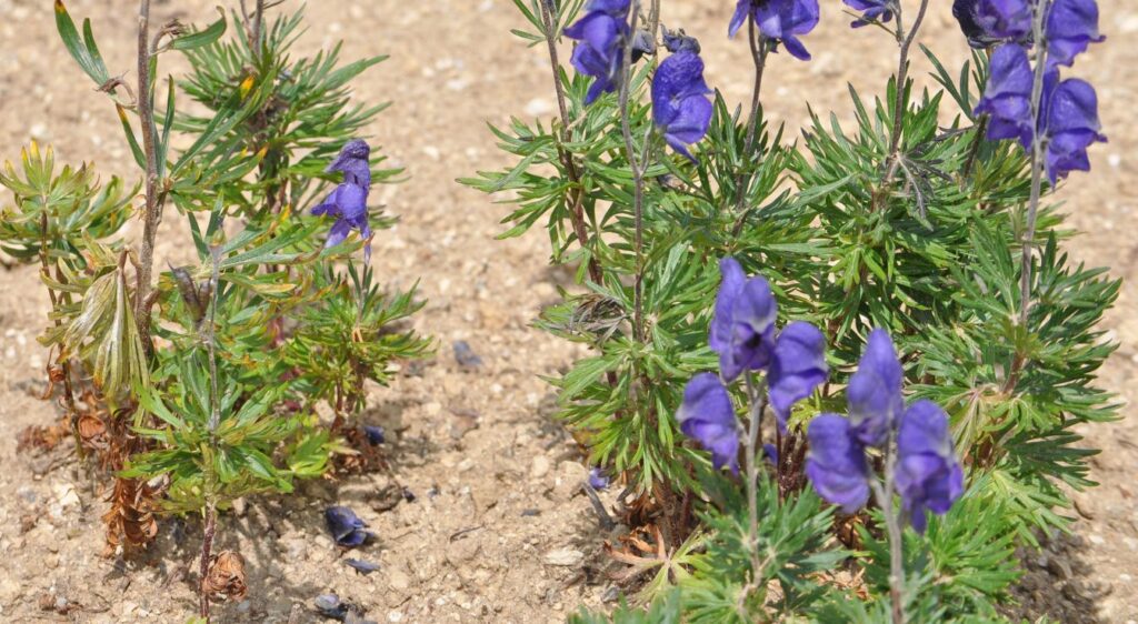 aconit tue loup feuille