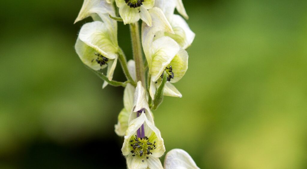 aconit tue loup toxicité​

