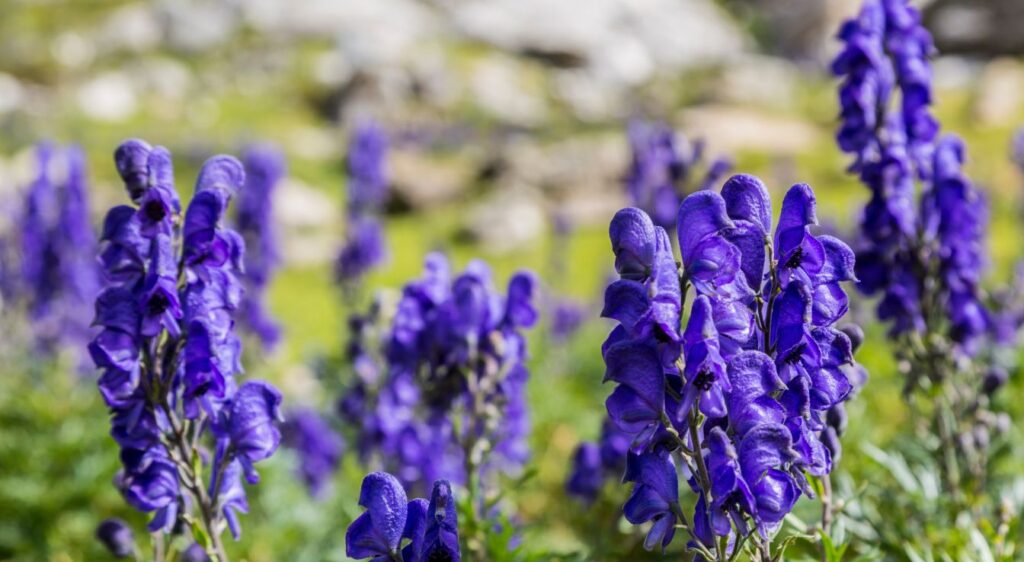Aconite aconitum napellus