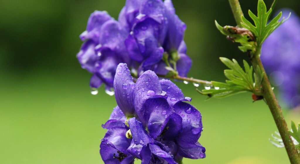 napellus aconitum