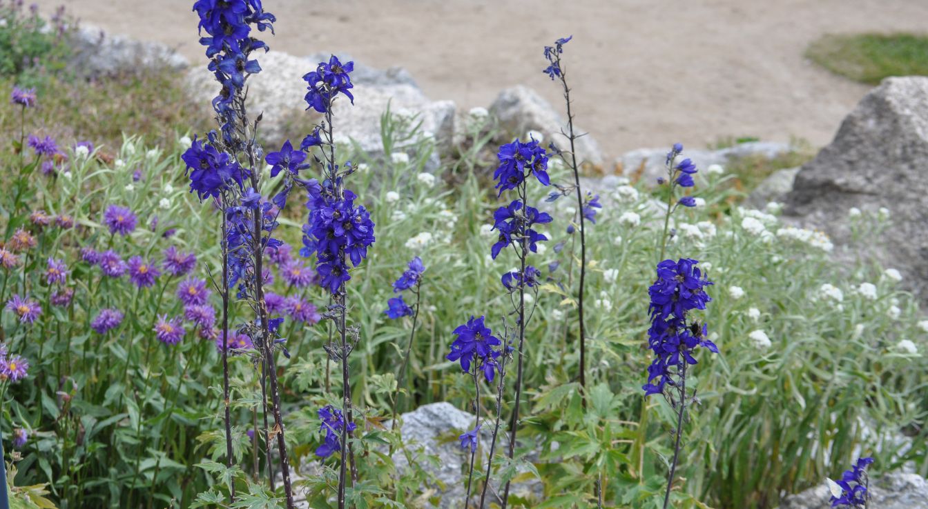 Aconitum napellus