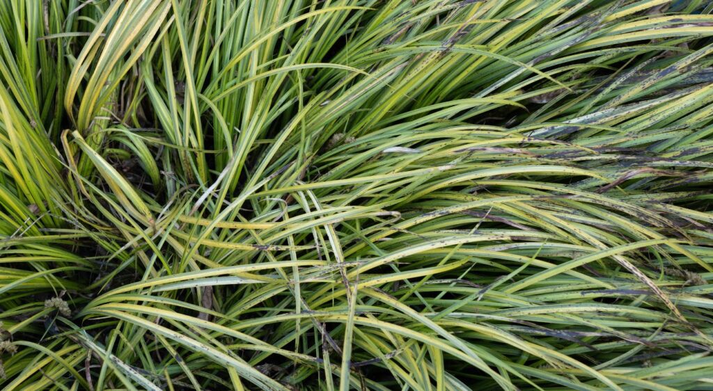 acore plante