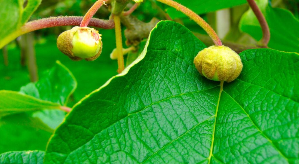 fruit Actinidia chinensis