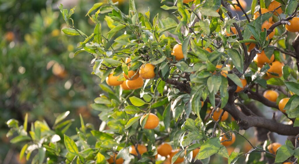 agrumes : mandarinier