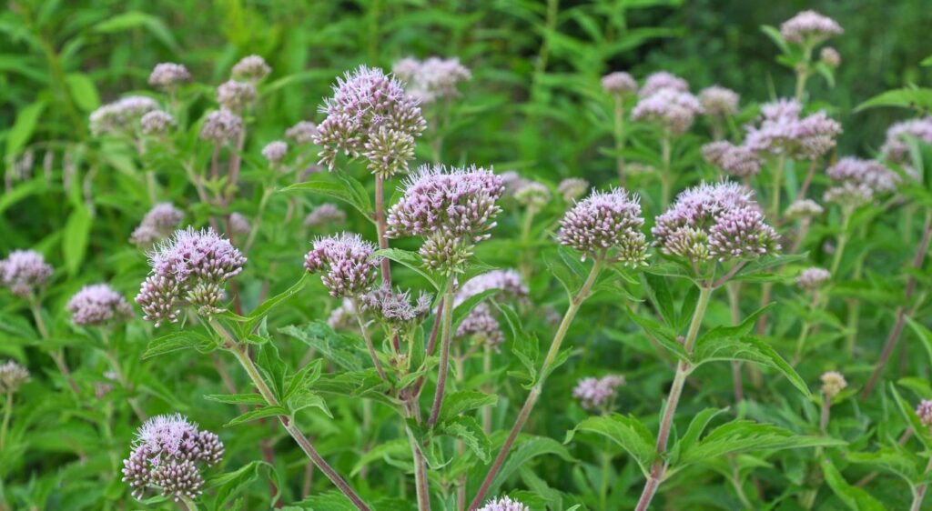 Aigremoine eupatoire comestible