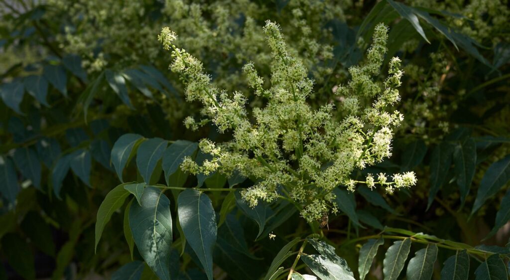 ailante glanduleux invasive