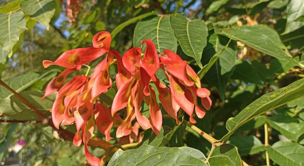 ailante glanduleux fruit