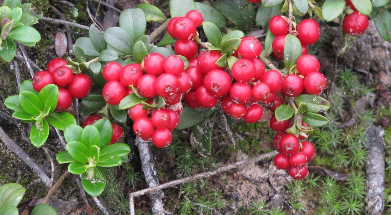airelles rouges