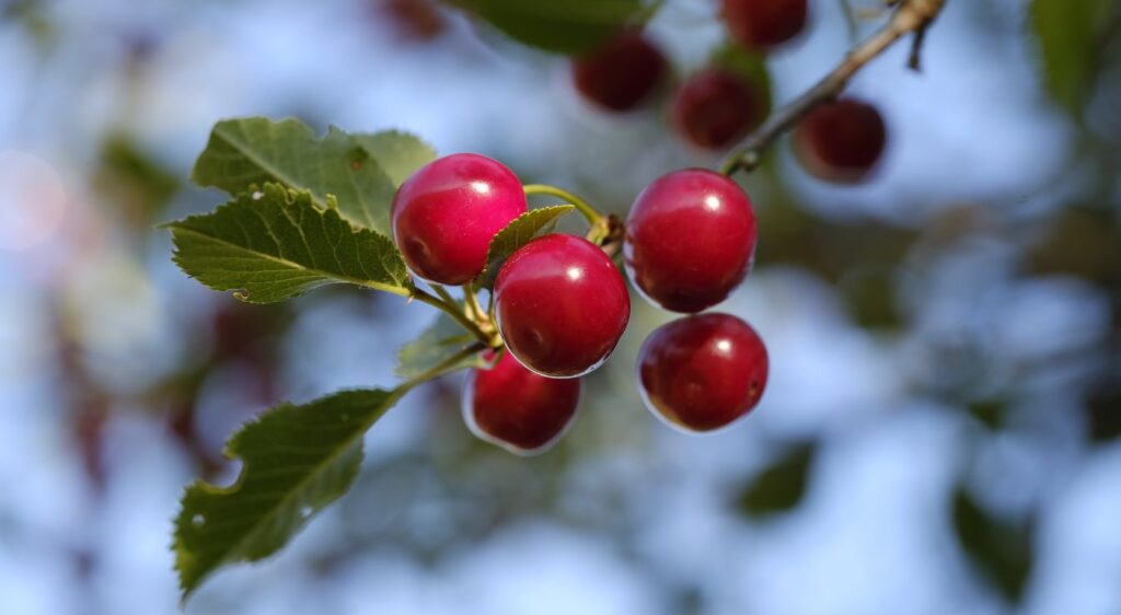 airelles rouges