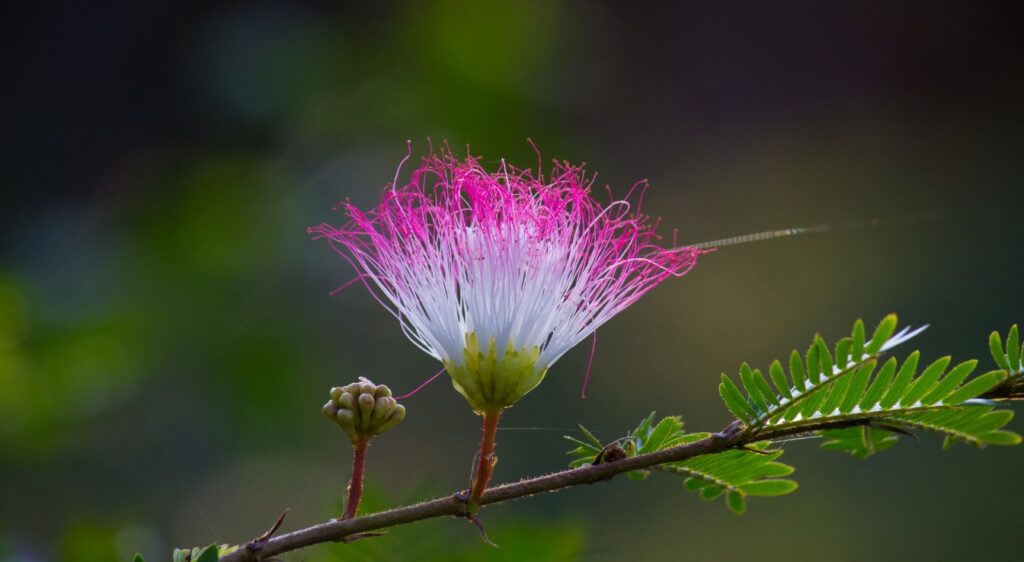 Albizia julibrissin