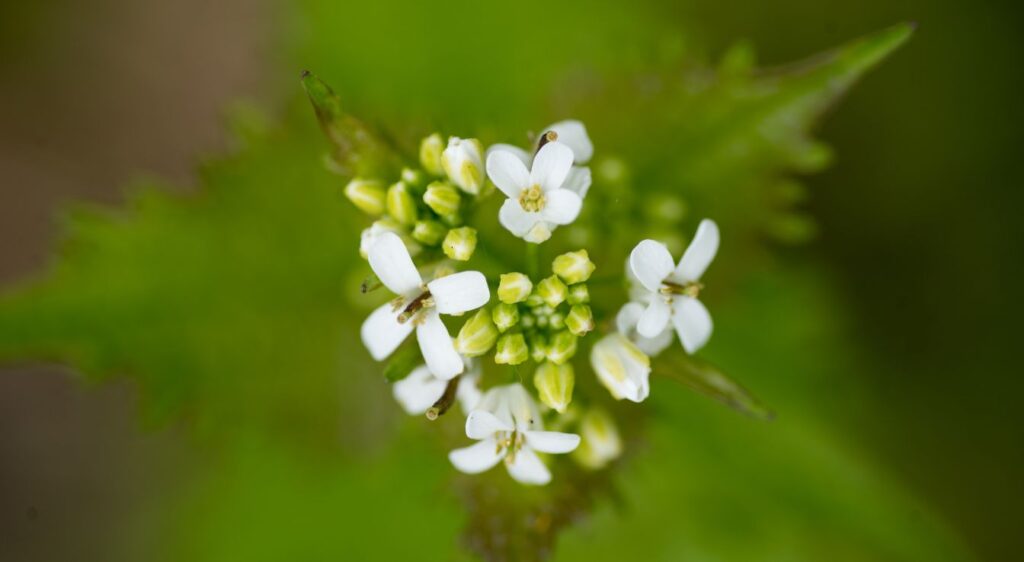 Alliaire officinale