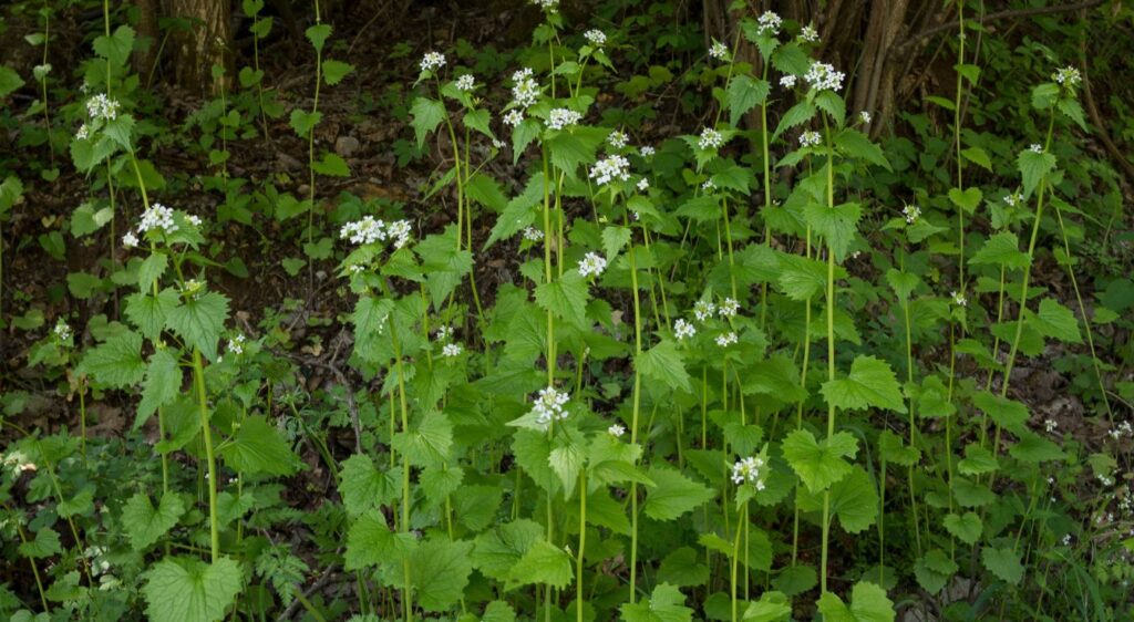 Alliaire officinale comestible