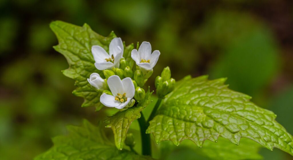 Alliaire officinale danger
