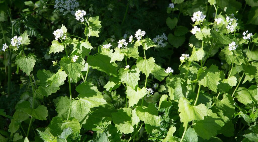 Alliaire officinale danger