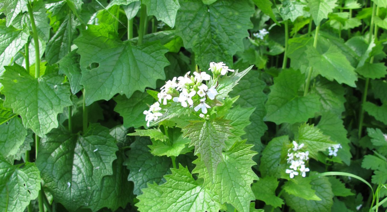 Alliaire officinale