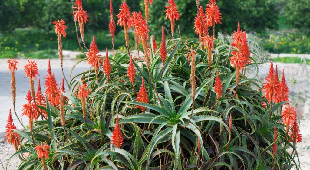 Plant aloe arborescens