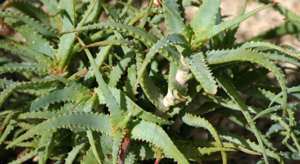 Aloe arborescens aloe