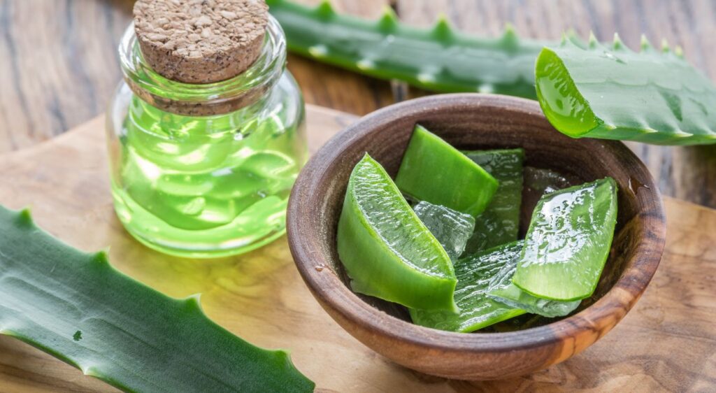 aloe arborescens bienfaits