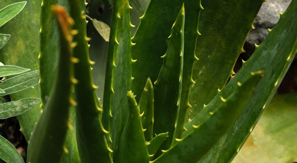 aloe vera miller barbadensis