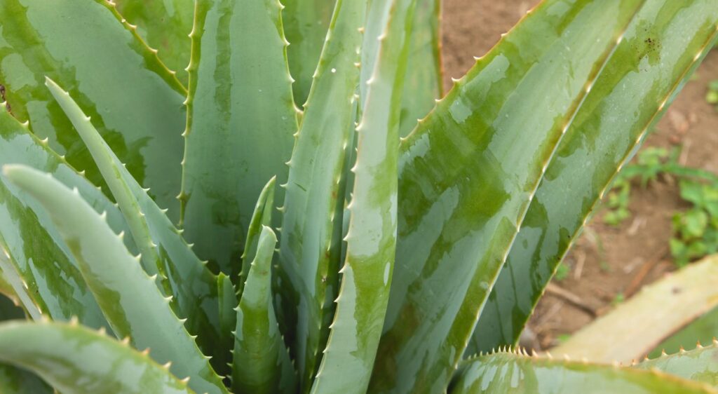 barbadensis miller aloe vera plant