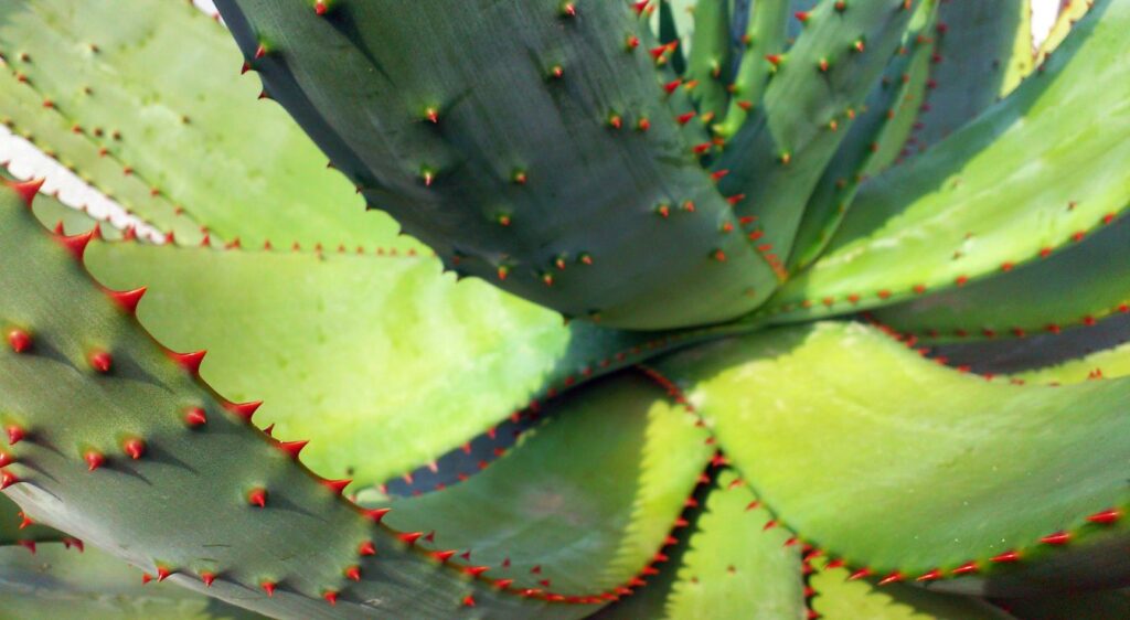 Aloe ferox plant