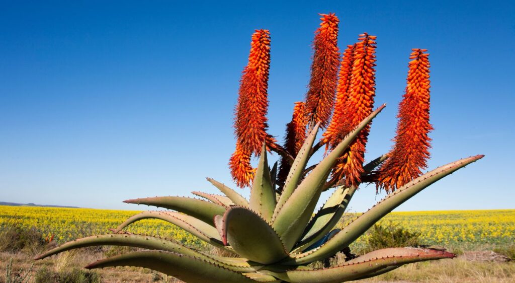 Aloe ferox bienfaits