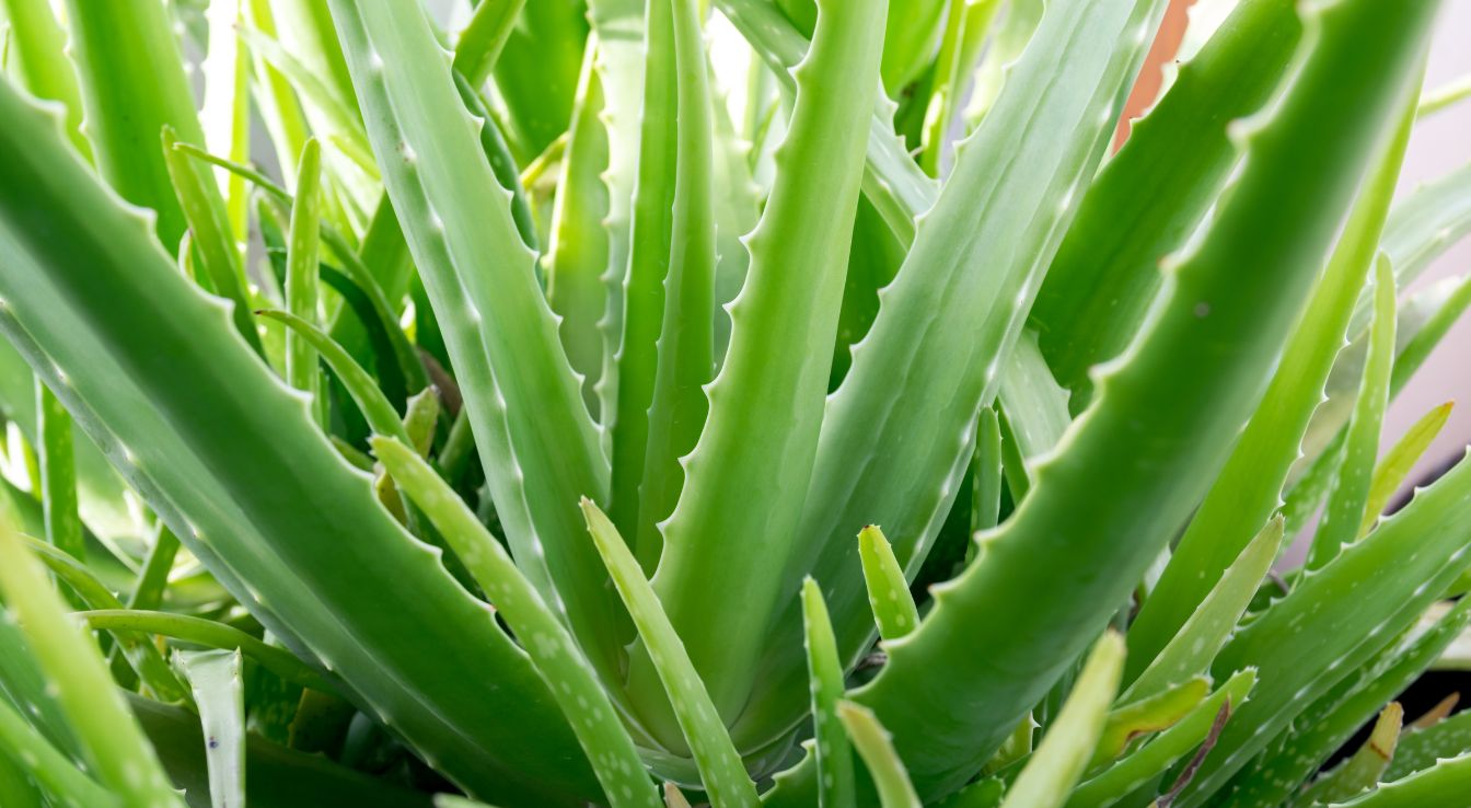 Aloe vera