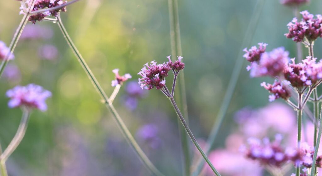 Verbena bonariensis
