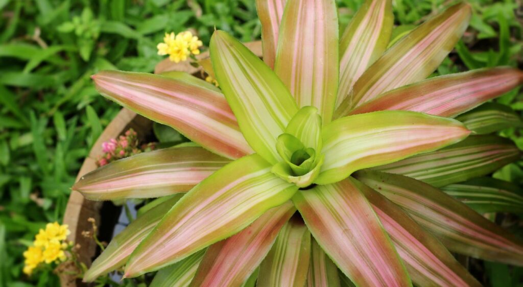 faire pousser un ananas