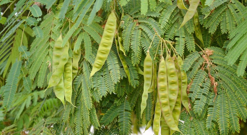 albizia ombrella croissance