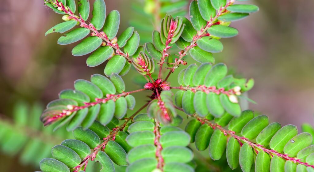 quand tailler un albizia