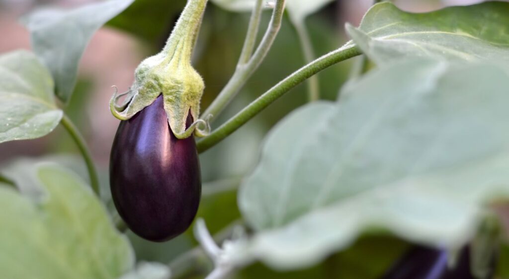 aubergine plante