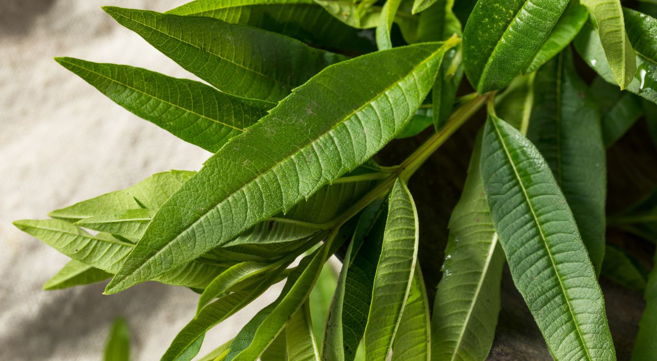 Bienfaits de la verveine