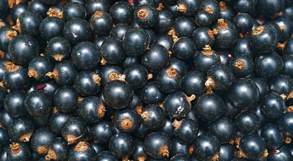 Confiture de cassis