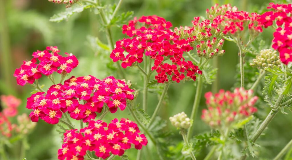 Cerise queen achillea