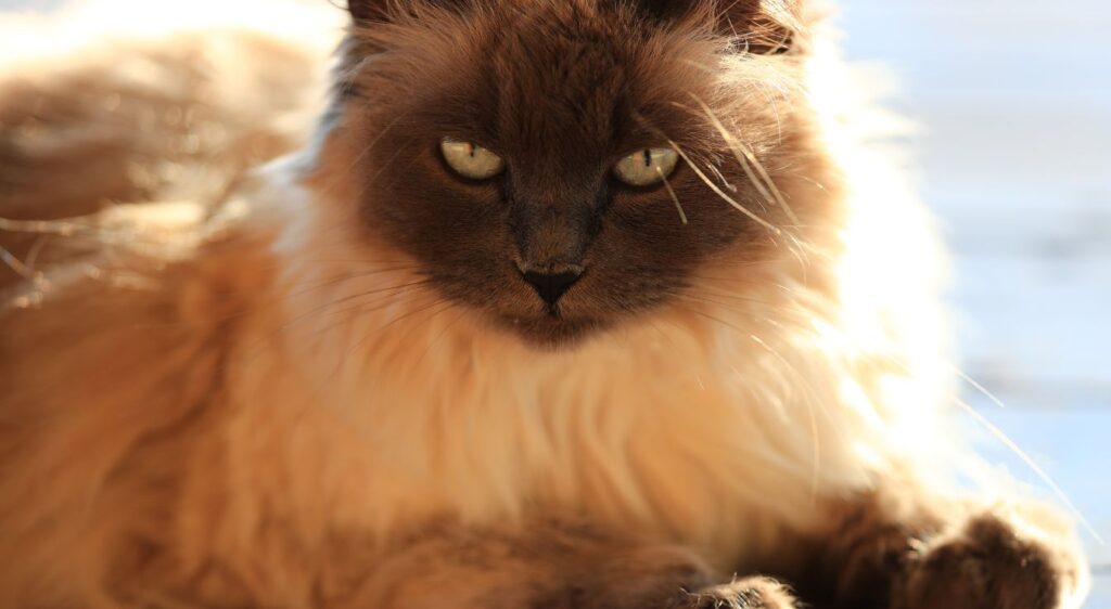 chat Balinais