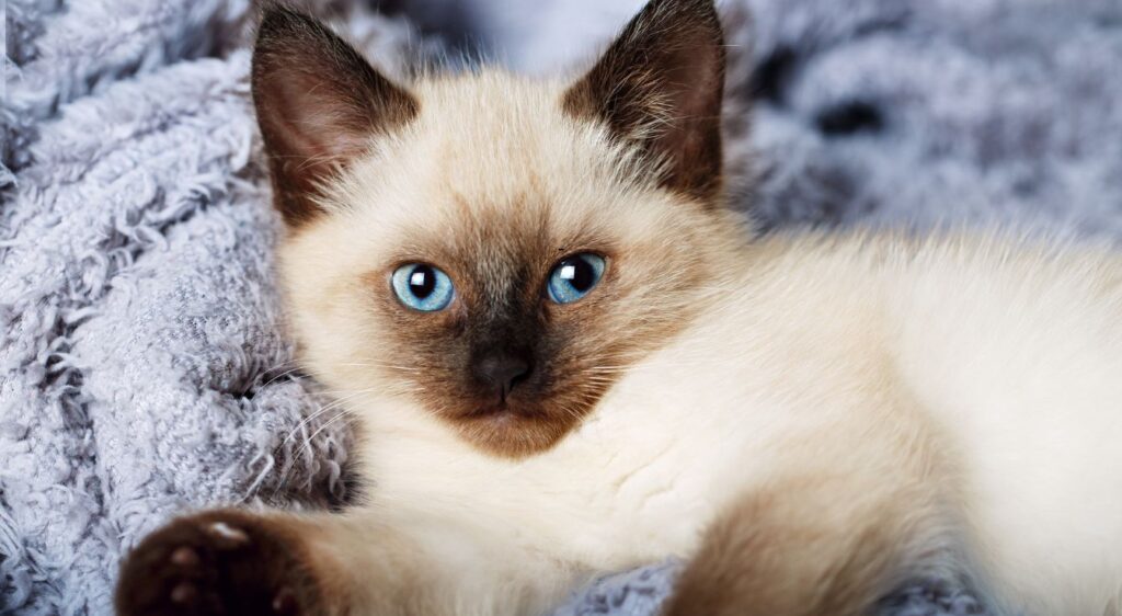 chat Balinais