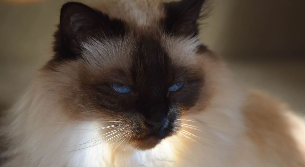chat Balinais