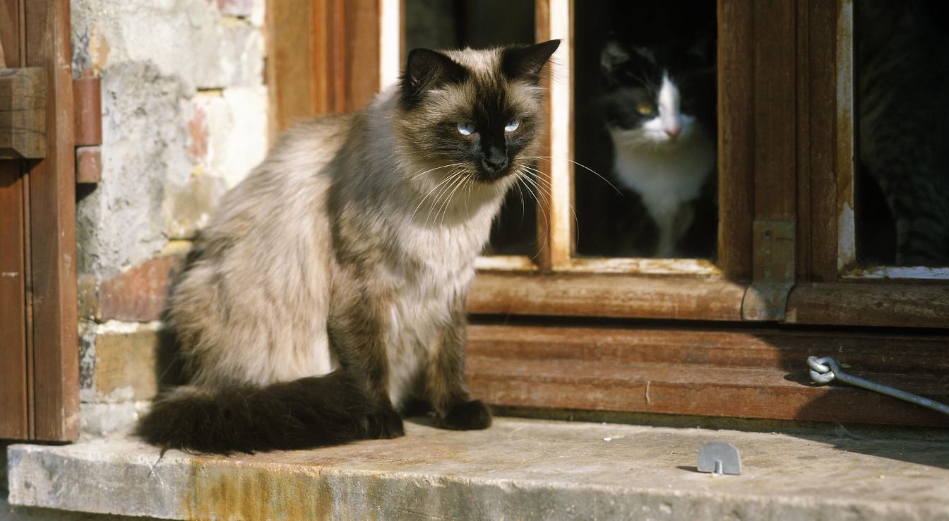 chat Balinais