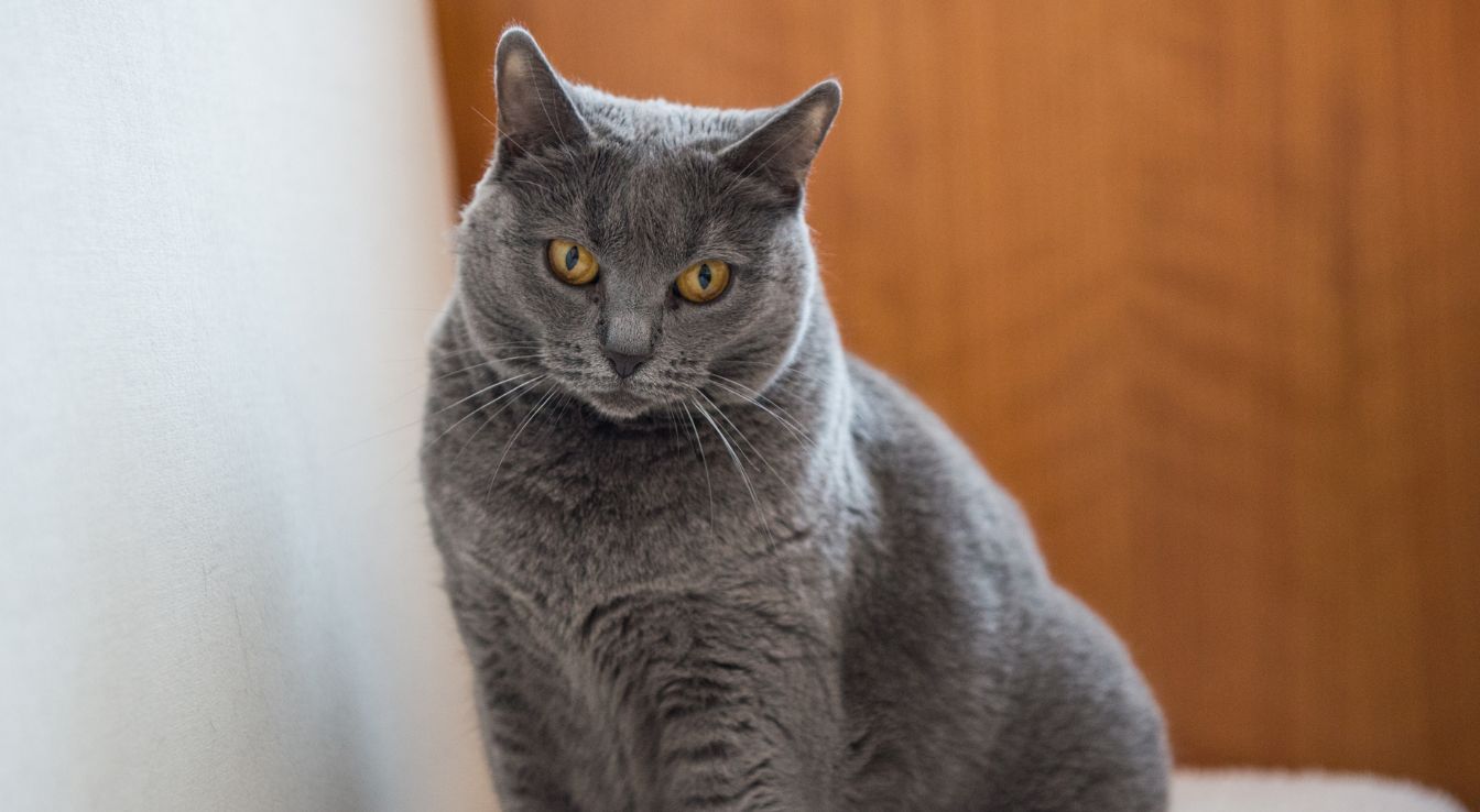 chat Chartreux
