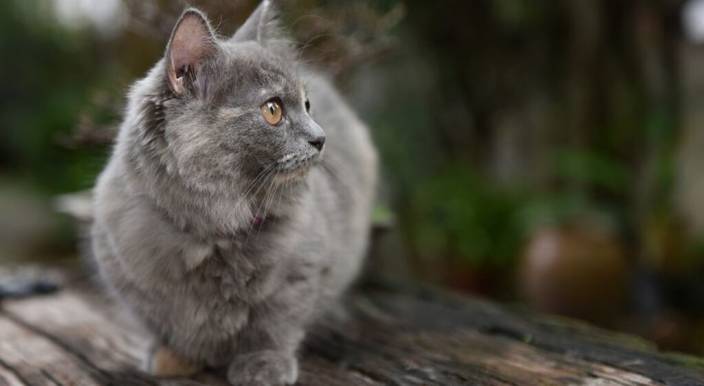 chat Munchkin