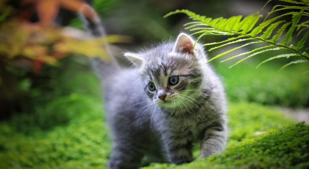 chat Munchkin