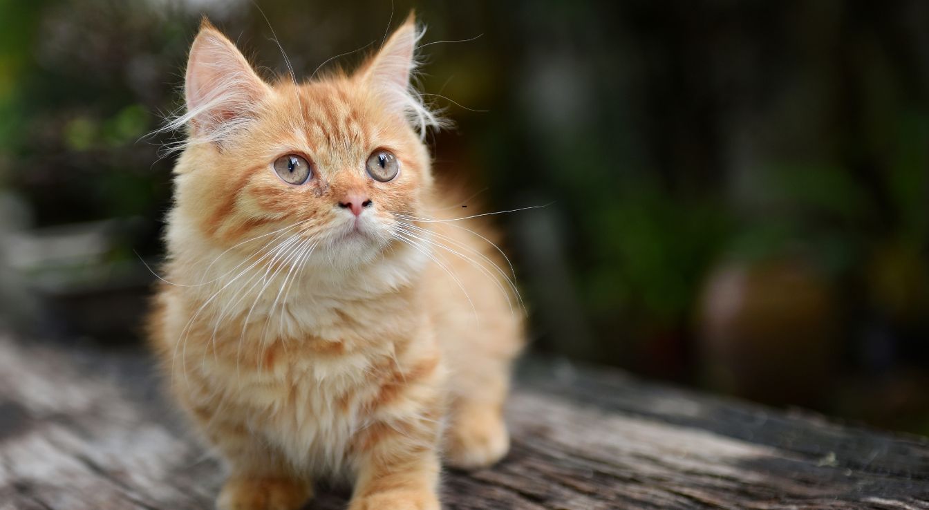 chat Munchkin