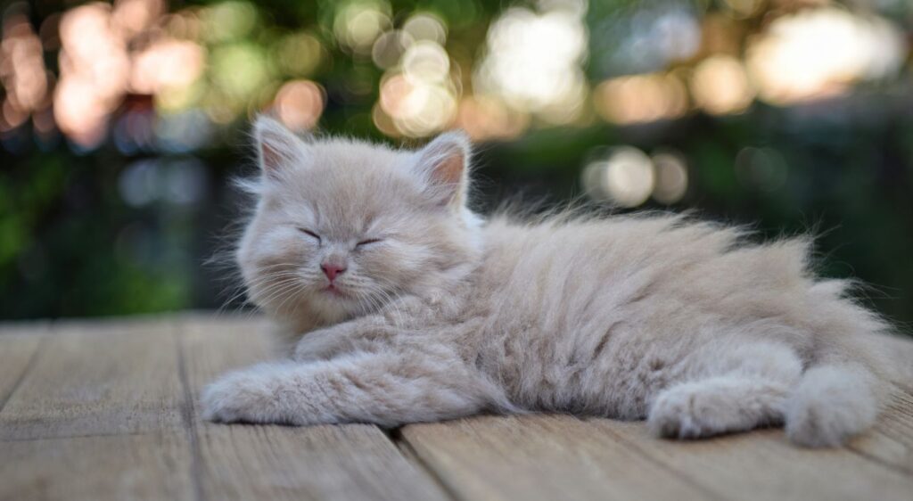 chat Munchkin