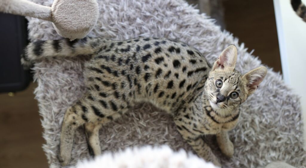 chat Savannah